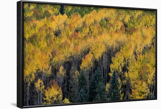 Colorado. Autumn Yellow Aspen, Fir Trees, Uncompahgre National Forest-Judith Zimmerman-Framed Photographic Print