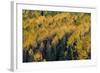 Colorado. Autumn Yellow Aspen, Fir Trees, Uncompahgre National Forest-Judith Zimmerman-Framed Photographic Print