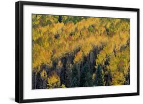 Colorado. Autumn Yellow Aspen, Fir Trees, Uncompahgre National Forest-Judith Zimmerman-Framed Photographic Print