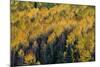 Colorado. Autumn Yellow Aspen, Fir Trees, Uncompahgre National Forest-Judith Zimmerman-Mounted Photographic Print
