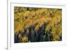 Colorado. Autumn Yellow Aspen, Fir Trees, Uncompahgre National Forest-Judith Zimmerman-Framed Photographic Print