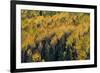 Colorado. Autumn Yellow Aspen, Fir Trees, Uncompahgre National Forest-Judith Zimmerman-Framed Photographic Print