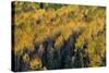 Colorado. Autumn Yellow Aspen, Fir Trees, Uncompahgre National Forest-Judith Zimmerman-Stretched Canvas