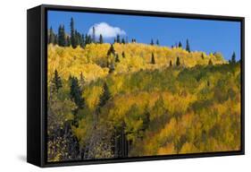 Colorado. Autumn Yellow Aspen, Mountains, and Clouds, Uncompahgre National Forest-Judith Zimmerman-Framed Stretched Canvas