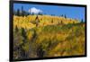 Colorado. Autumn Yellow Aspen, Mountains, and Clouds, Uncompahgre National Forest-Judith Zimmerman-Framed Photographic Print