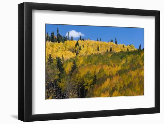 Colorado. Autumn Yellow Aspen, Mountains, and Clouds, Uncompahgre National Forest-Judith Zimmerman-Framed Photographic Print