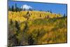 Colorado. Autumn Yellow Aspen, Mountains, and Clouds, Uncompahgre National Forest-Judith Zimmerman-Mounted Photographic Print