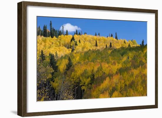 Colorado. Autumn Yellow Aspen, Mountains, and Clouds, Uncompahgre National Forest-Judith Zimmerman-Framed Photographic Print