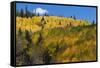 Colorado. Autumn Yellow Aspen, Mountains, and Clouds, Uncompahgre National Forest-Judith Zimmerman-Framed Stretched Canvas