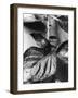 Colorado Beetle-null-Framed Photographic Print