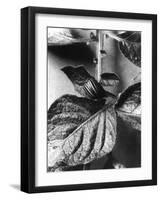 Colorado Beetle-null-Framed Photographic Print