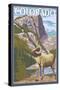 Colorado - Big Horn Sheep-Lantern Press-Stretched Canvas