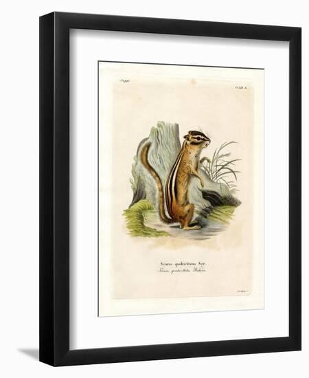 Colorado Chipmunk-null-Framed Premium Giclee Print