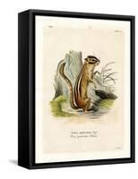 Colorado Chipmunk-null-Framed Stretched Canvas