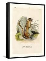 Colorado Chipmunk-null-Framed Stretched Canvas