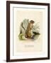 Colorado Chipmunk-null-Framed Giclee Print