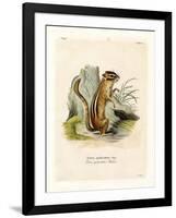 Colorado Chipmunk-null-Framed Giclee Print