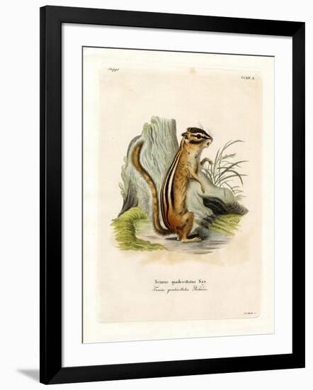 Colorado Chipmunk-null-Framed Giclee Print