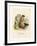 Colorado Chipmunk-null-Framed Giclee Print