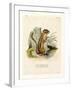 Colorado Chipmunk-null-Framed Giclee Print