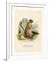 Colorado Chipmunk-null-Framed Giclee Print