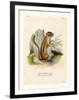 Colorado Chipmunk-null-Framed Giclee Print