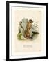 Colorado Chipmunk-null-Framed Giclee Print