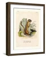 Colorado Chipmunk-null-Framed Giclee Print