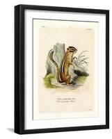 Colorado Chipmunk-null-Framed Giclee Print