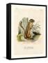 Colorado Chipmunk-null-Framed Stretched Canvas