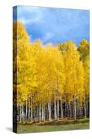 Colorado Color II-Douglas Taylor-Stretched Canvas