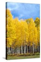 Colorado Color II-Douglas Taylor-Stretched Canvas