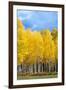 Colorado Color II-Douglas Taylor-Framed Photographic Print