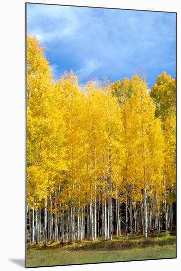 Colorado Color II-Douglas Taylor-Mounted Photographic Print