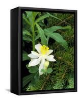 Colorado Columbine & Engelmann Spruce Needles, Wasatch-Cache National Forest, Utah, USA-Scott T^ Smith-Framed Stretched Canvas