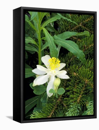 Colorado Columbine & Engelmann Spruce Needles, Wasatch-Cache National Forest, Utah, USA-Scott T^ Smith-Framed Stretched Canvas