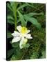 Colorado Columbine & Engelmann Spruce Needles, Wasatch-Cache National Forest, Utah, USA-Scott T^ Smith-Stretched Canvas