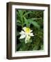 Colorado Columbine & Engelmann Spruce Needles, Wasatch-Cache National Forest, Utah, USA-Scott T^ Smith-Framed Photographic Print