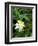 Colorado Columbine & Engelmann Spruce Needles, Wasatch-Cache National Forest, Utah, USA-Scott T^ Smith-Framed Photographic Print