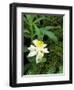 Colorado Columbine & Engelmann Spruce Needles, Wasatch-Cache National Forest, Utah, USA-Scott T^ Smith-Framed Photographic Print