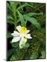 Colorado Columbine & Engelmann Spruce Needles, Wasatch-Cache National Forest, Utah, USA-Scott T. Smith-Mounted Photographic Print