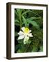 Colorado Columbine & Engelmann Spruce Needles, Wasatch-Cache National Forest, Utah, USA-Scott T. Smith-Framed Photographic Print