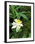 Colorado Columbine & Engelmann Spruce Needles, Wasatch-Cache National Forest, Utah, USA-Scott T^ Smith-Framed Photographic Print