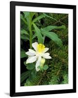 Colorado Columbine & Engelmann Spruce Needles, Wasatch-Cache National Forest, Utah, USA-Scott T^ Smith-Framed Photographic Print