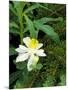 Colorado Columbine & Engelmann Spruce Needles, Wasatch-Cache National Forest, Utah, USA-Scott T^ Smith-Mounted Photographic Print