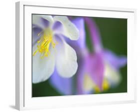 Colorado Columbine Flower, Colorado, USA-Julie Eggers-Framed Photographic Print