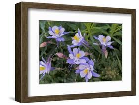 Colorado Columbine from Gothic Road, Crested Butte, Colorado-Howie Garber-Framed Photographic Print