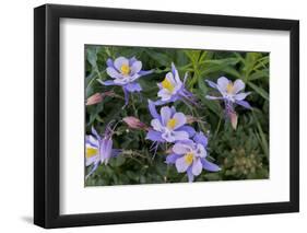 Colorado Columbine from Gothic Road, Crested Butte, Colorado-Howie Garber-Framed Photographic Print