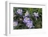 Colorado Columbine from Gothic Road, Crested Butte, Colorado-Howie Garber-Framed Photographic Print