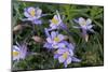 Colorado Columbine from Gothic Road, Crested Butte, Colorado-Howie Garber-Mounted Photographic Print